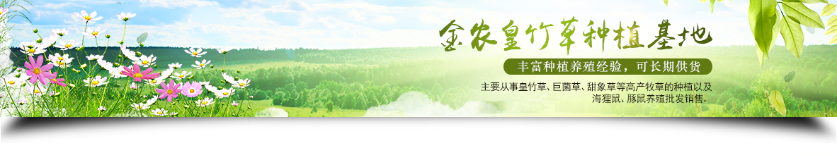 皇竹草和巨菌草的区别