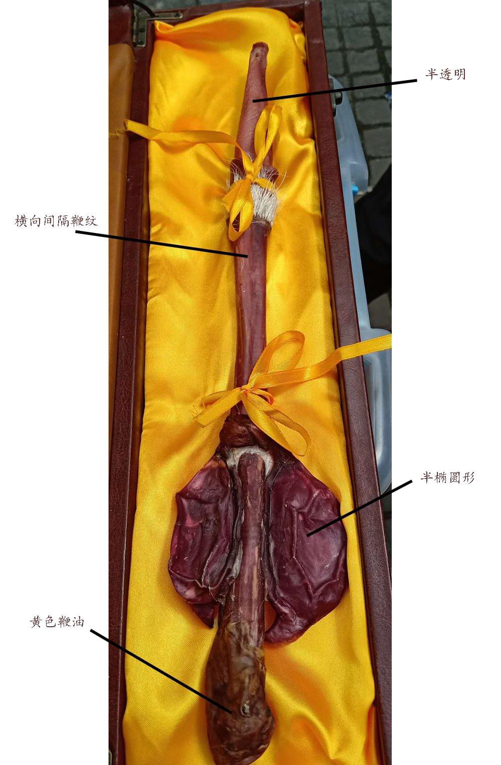 干鹿鞭