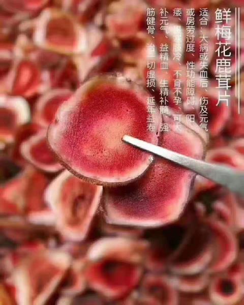 鹿茸