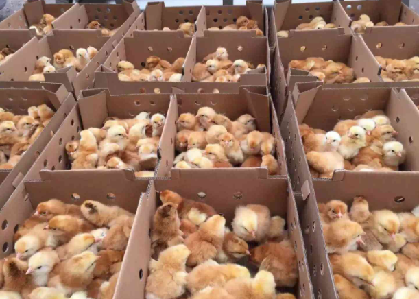 延群雞苗養殖基地提醒您雨季養雞如何加強管理