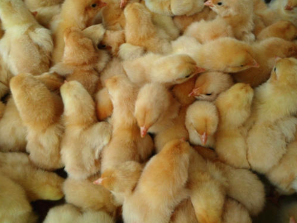 土鸡变成“印钞鸡”不是梦看襄阳畅群土鸡苗养殖怎么做