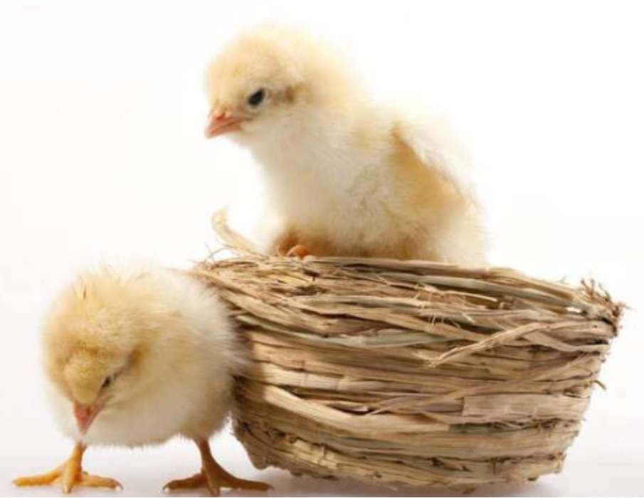 春季养鸡襄阳鸡苗厂家教你提前预防谨鸡生病