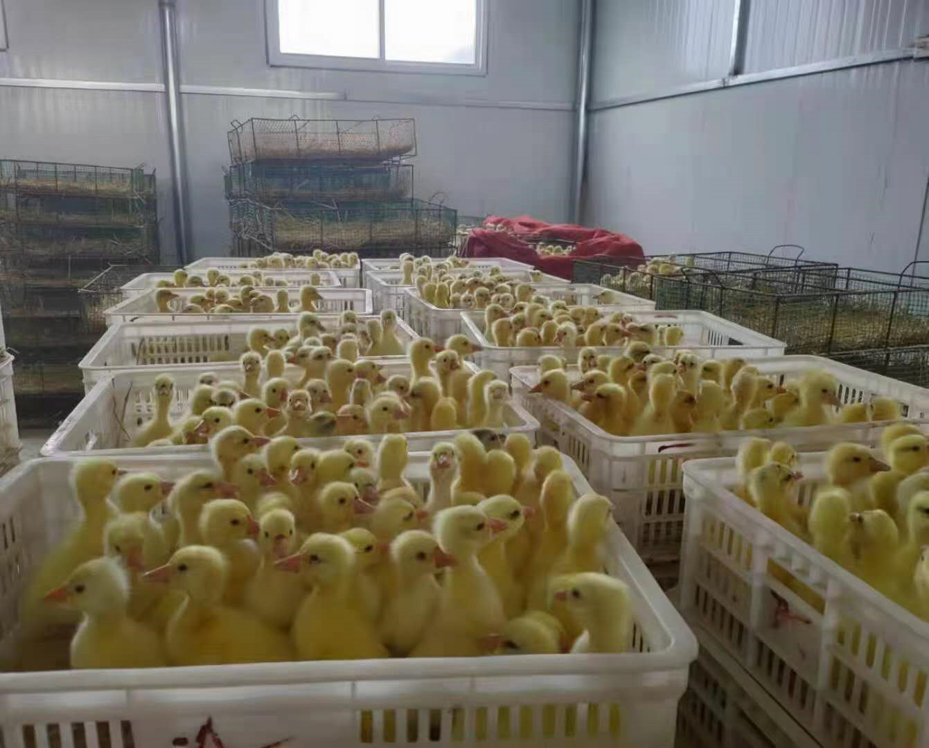 建一個上萬只蛋雞養殖場需要投資多少錢