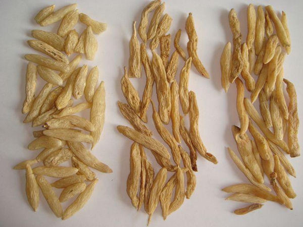 三台县川麦冬根茎的作用：