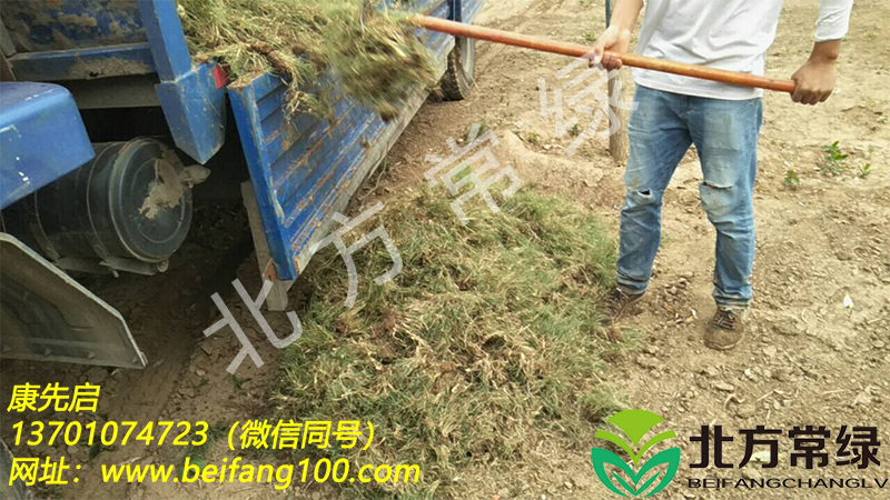 北京野牛草种植基地介绍