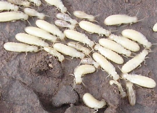福州白蚁防治公司分享白蚁危害有哪些？如何做到有效预防？
