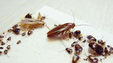 福州除四害告诉您有效的灭蟑螂个的方法是哪些?