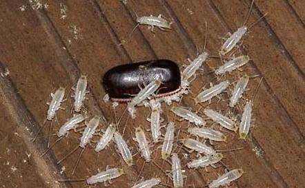 福州灭白蚁公司告诉你为什么家里会有白蚁？
