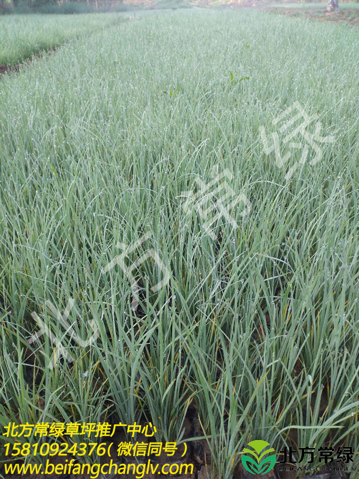 北京馬蓮小苗供應(yīng)批發(fā)基地分享馬蓮栽植技巧