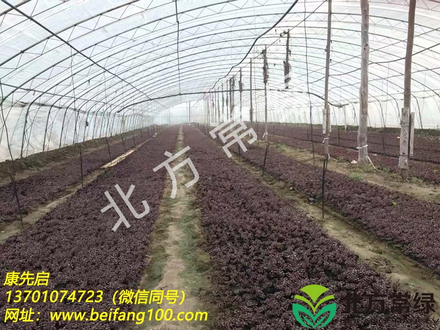 胭脂紅景天小苗-北京基地批發(fā)直供