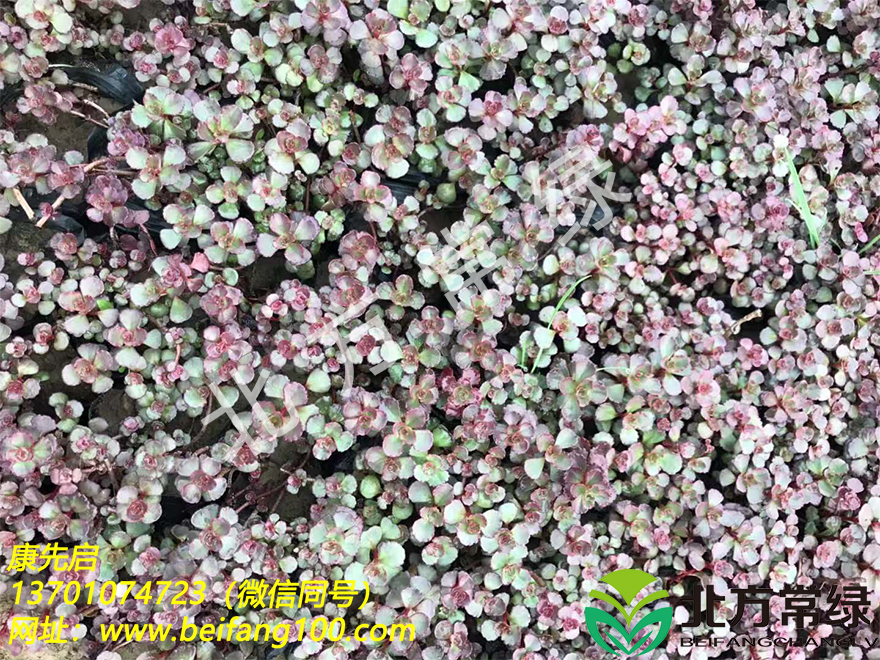 北京佛甲草批发基地总结佛甲草种植二要点