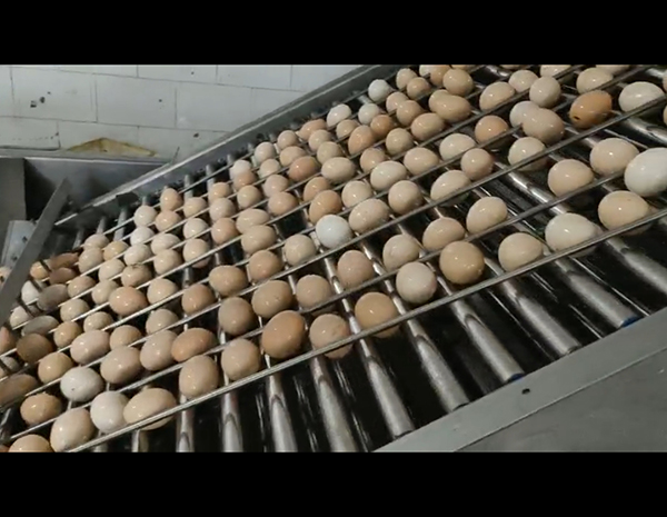 不銹鋼雞蛋碎殼機|蛋雞產蛋期的溫濕度控制