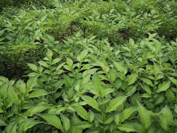 四川 魔芋怎么種