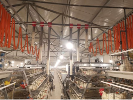 自动化养鸡设备使用中存在的问题都有哪些？