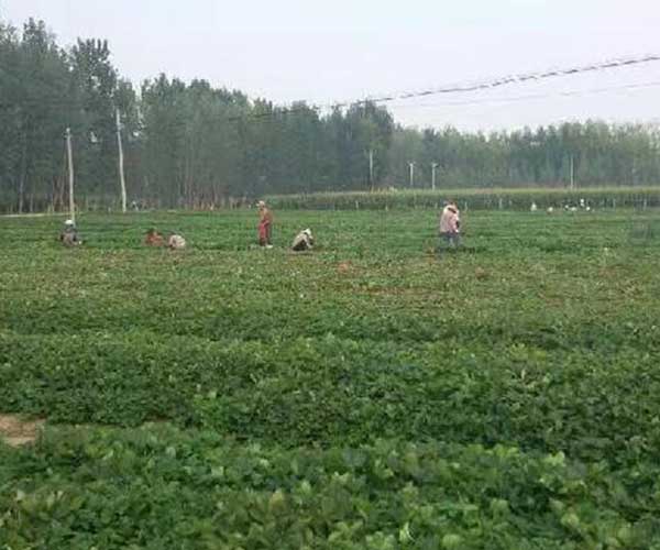 襄阳草莓苗批发分享草莓露天种植管理技术