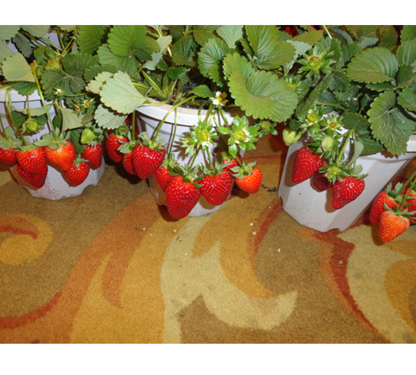 酸甜可口的草莓在家就能种植哦一起来学习种植技术吧