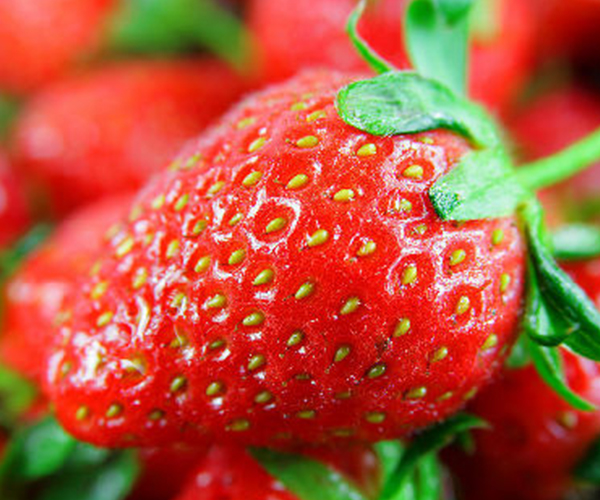 草莓种苗公司鹏昇草莓教你草莓虫害防治技术