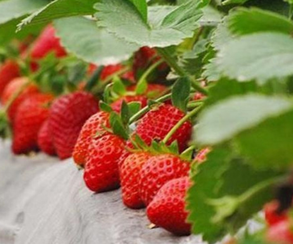 襄阳草莓苗种植详解章姬草莓的种植方法