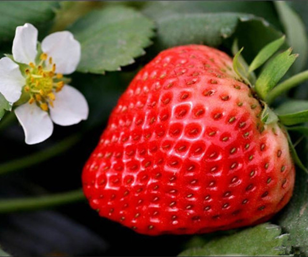 关于草莓苗对温度环境的要求有哪些你了解吗