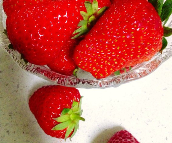 红宝草莓