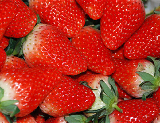 襄阳草莓苗种植后如何管理和进行追肥