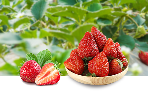 鞍山草莓苗批发使用富海360系统做SEO优化推广