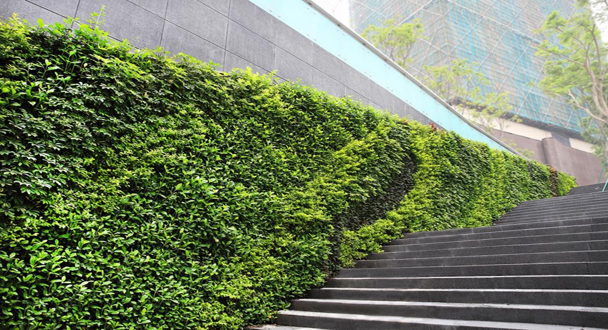 成都立体绿化公司分析设计通风系统的植物墙重要吗?