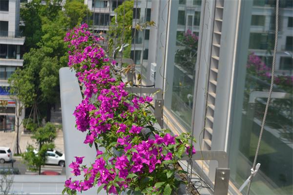 成都屋顶绿化工程公司分享：植物墙植物怎么搭配？植物墙养护面临的问题是什么？