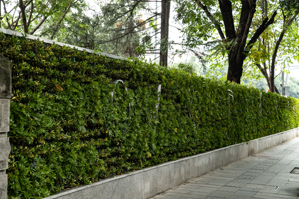 重庆植物墙