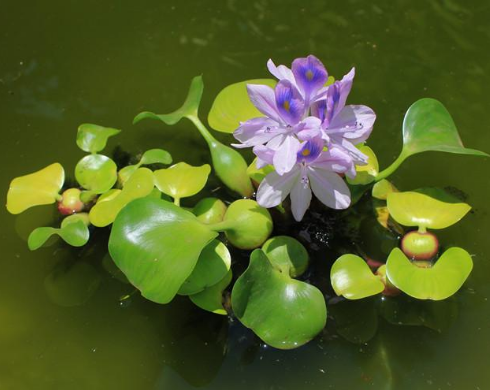 百色/河池水生花卉的水体条件生活方式
