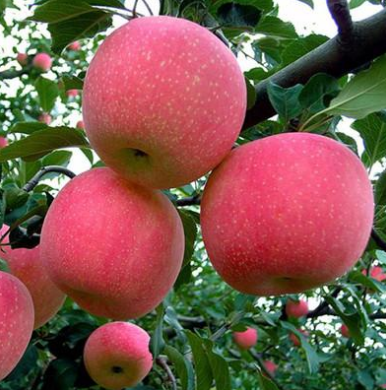 锦州、营口分析秋季苹果苗管理几大要点