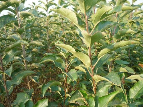 湖南/山西红富士苹果苗最 佳种植方式