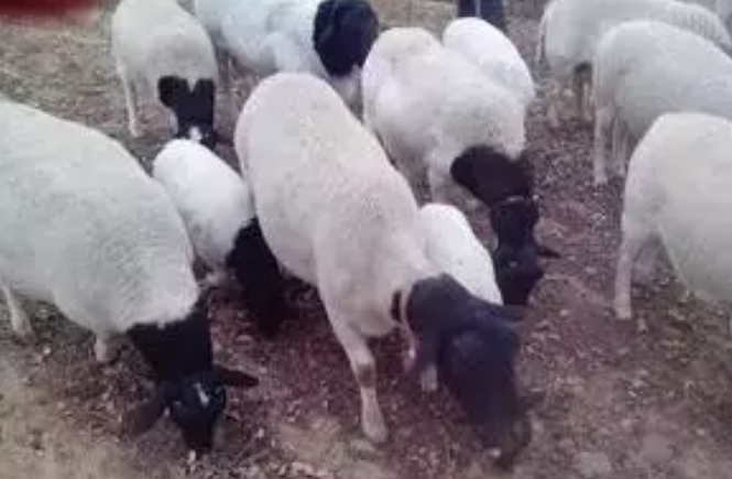 羊体温该是多少？怎么去测量？
