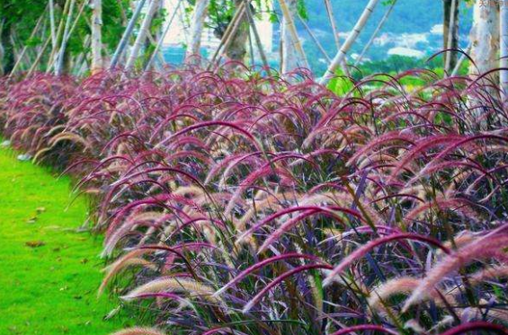 桐乡市、诸暨市观赏草系列之紫穗狼尾草怎样进行节水