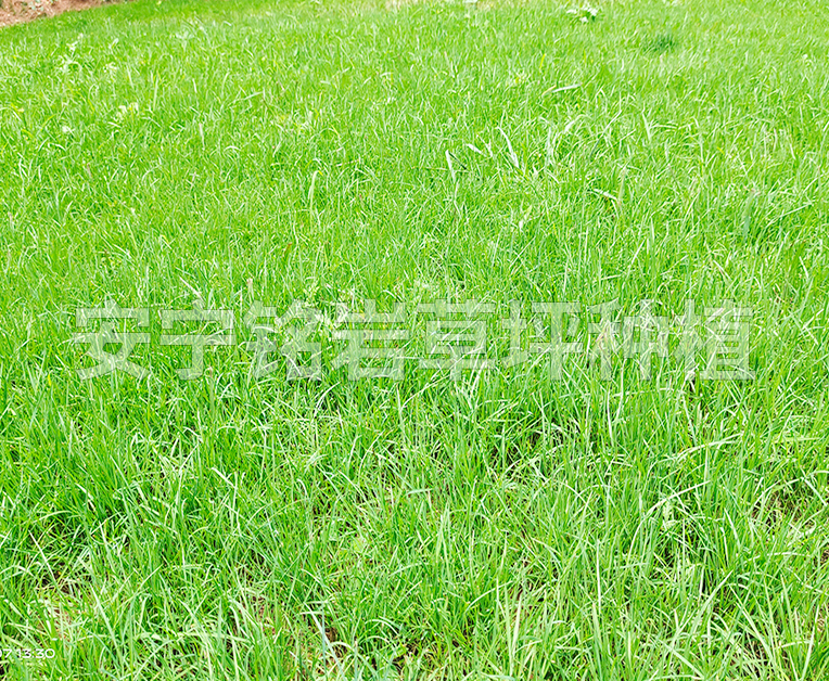 耐旱型四季青草坪