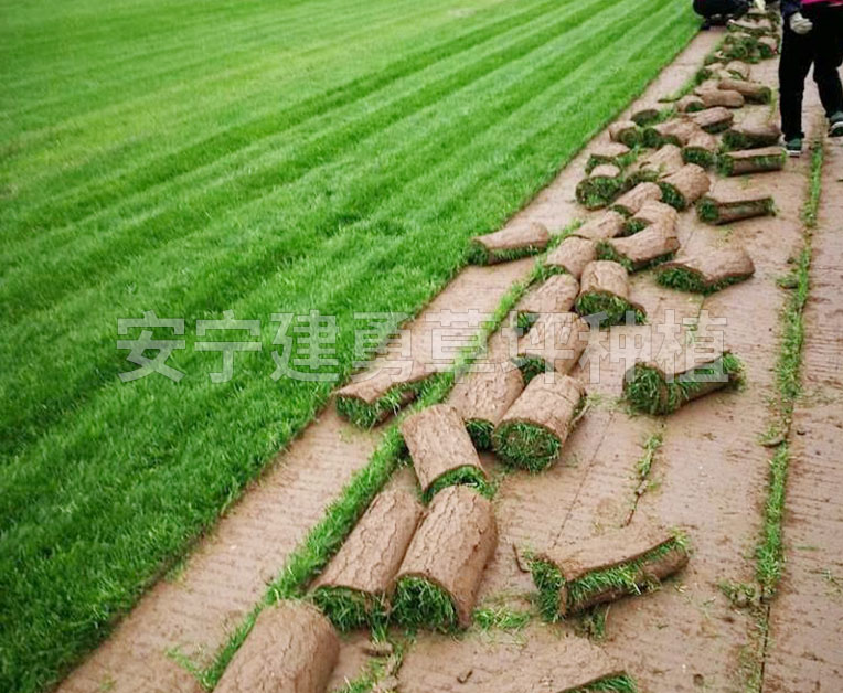 云南草坪种植的流程一般是怎样的？你知道吗？