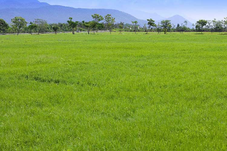 昆明草坪基地