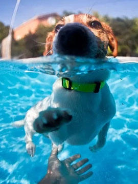 三个狗狗游泳后注意事项，主人要牢记