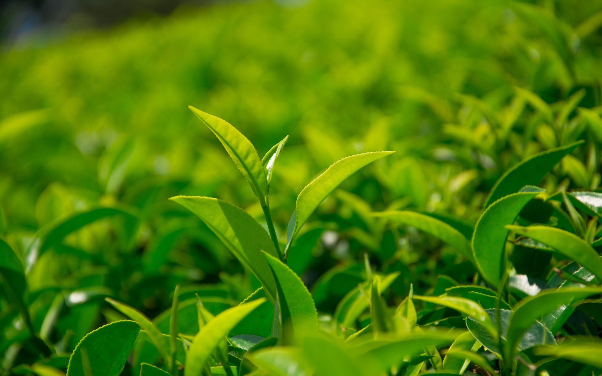 Tea Polyphenols 98%  T1  Green Tea Extract Powder 
