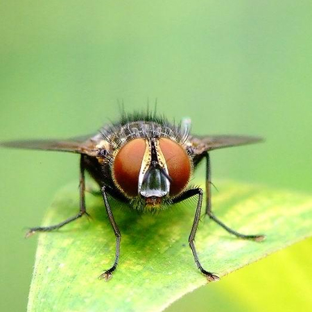 如何才能消灭昆明食品加工厂周围的苍蝇?