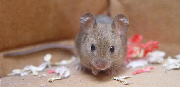 粘鼠板怎样使用更有效果?昆明灭鼠公司给您建议