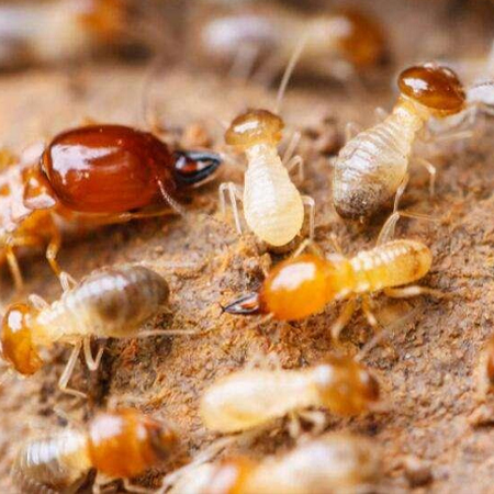 怎样灭白蚁?昆明灭虫公司告诉你灭白蚁仅需三步