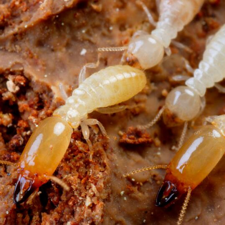 昆明灭虫公司讲讲家里为什么会出现白蚁?