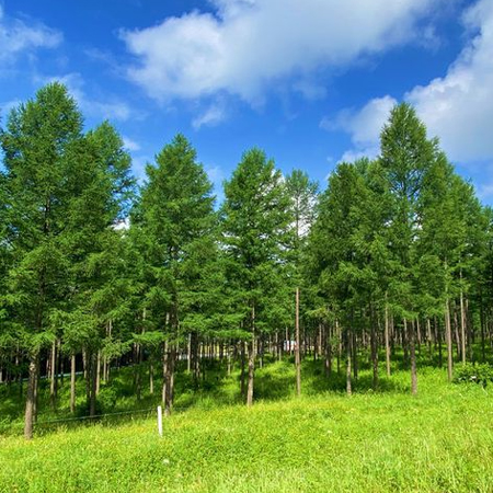 林业植被虫害防护