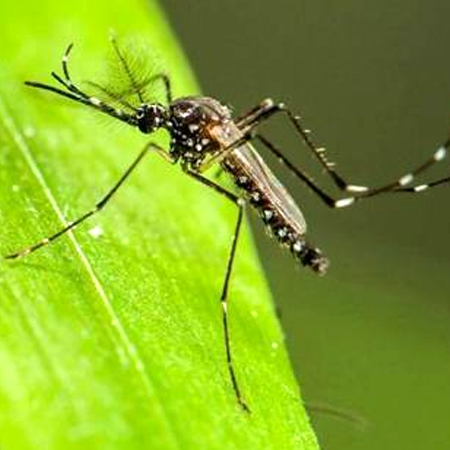 如何有效的预防蚊子?昆明灭蚊杀虫公司教大家如何灭蚊