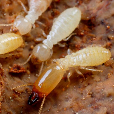 家里有白蚁怎么办?昆明灭虫公司教你5个消灭技巧