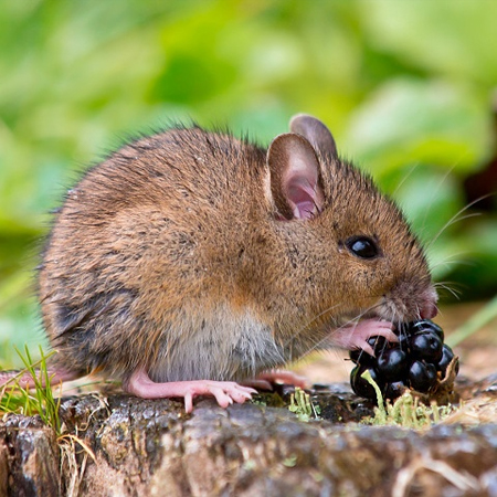 昆明灭鼠公司建议根据鼠类的食性投放毒饵效果更好