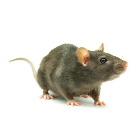 云南灭鼠公司说说如何监测鼠害的密度问题