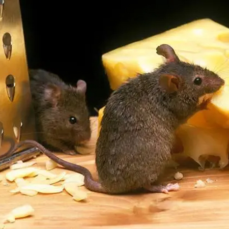 云南灭鼠公司说说如何监测鼠害的密度问题