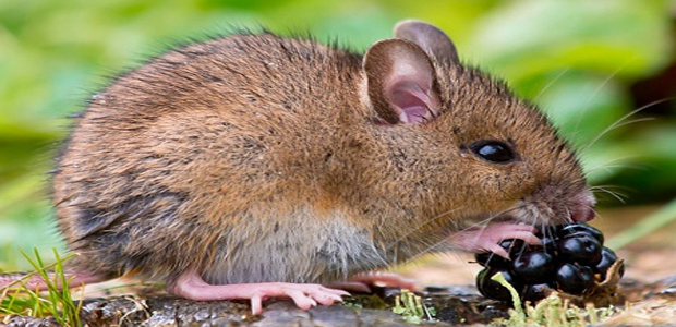 灭鼠公司讲讲老员工经常使用的老鼠的防治方法